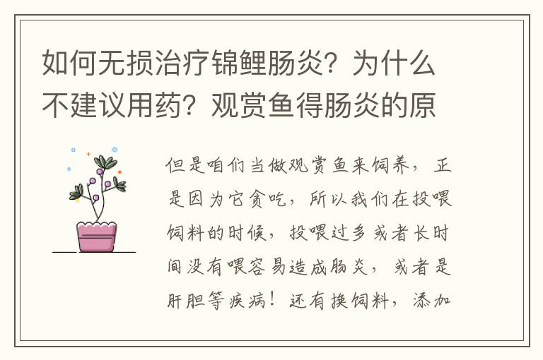 如何無損治療錦鯉腸炎？為什么不建議用藥？觀賞魚得腸炎的原因？