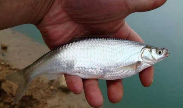 魚觀賞膽子大怎么辦_觀賞魚膽小_膽子大的魚觀賞魚