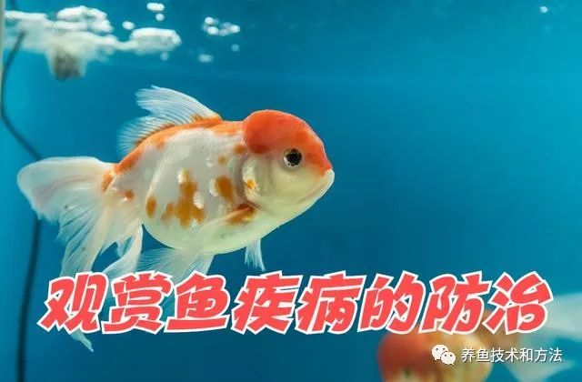 觀賞魚檢疫是什么意思_觀賞魚檢疫_觀賞魚檢疫