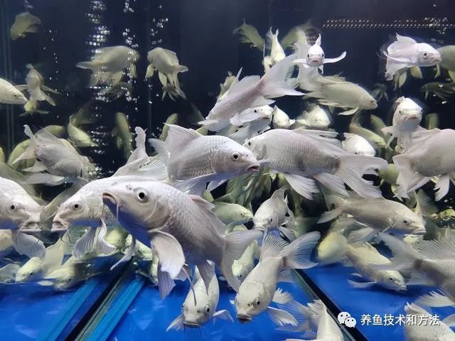 觀賞魚檢疫是什么意思_觀賞魚檢疫_觀賞魚檢疫