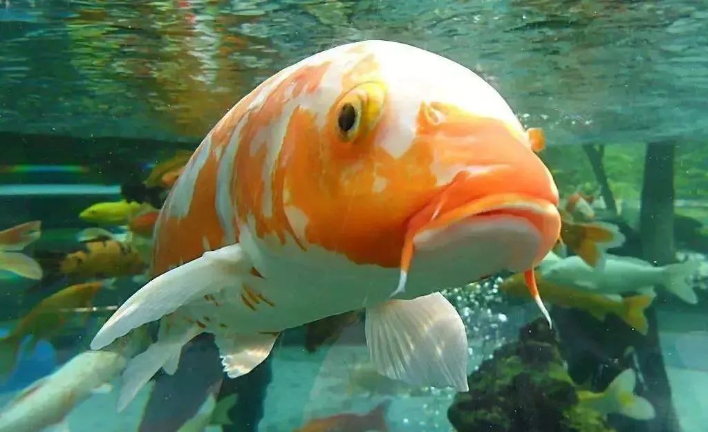 養觀賞魚好處_養觀賞魚好嗎_觀賞魚好養的都有哪些