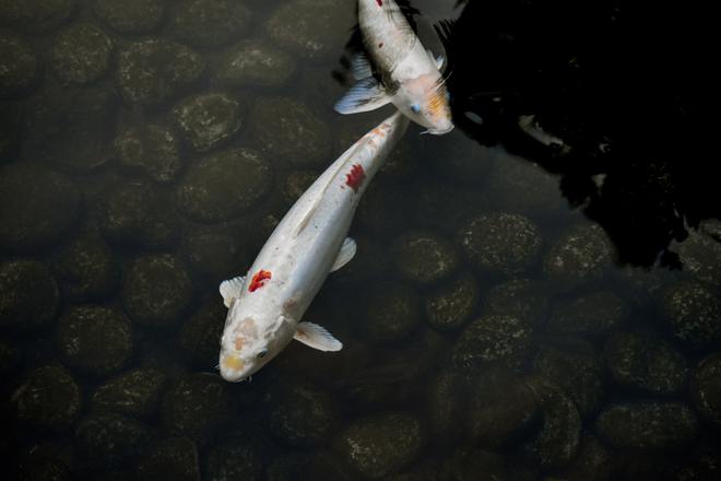 觀賞新手養(yǎng)魚大型適合養(yǎng)什么魚_觀賞新手養(yǎng)魚大型適合什么魚_適合新手養(yǎng)的大型觀賞魚