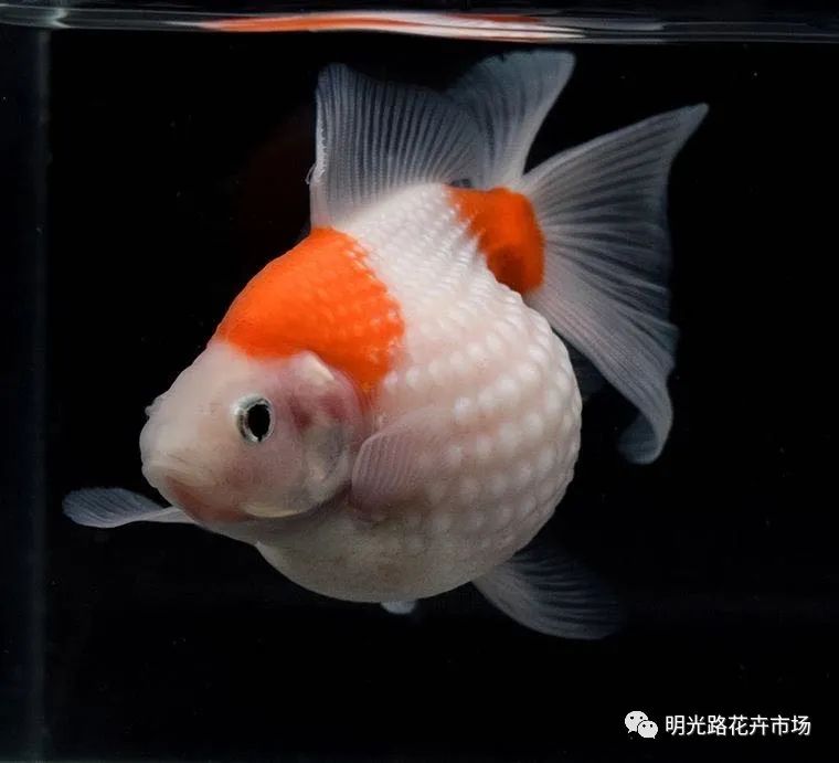 養(yǎng)觀賞魚的壞處_養(yǎng)觀賞魚有什么說法_觀賞魚什么最好養(yǎng)