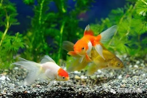 養(yǎng)觀賞魚的壞處_養(yǎng)觀賞魚有什么說法_觀賞魚什么最好養(yǎng)