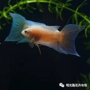 養(yǎng)觀賞魚有什么說法_觀賞魚什么最好養(yǎng)_養(yǎng)觀賞魚的壞處