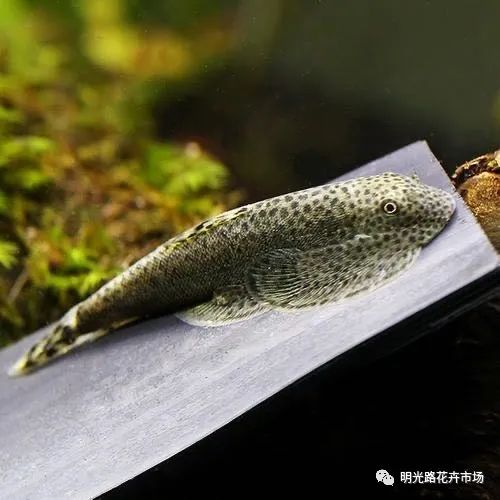 養(yǎng)觀賞魚有什么說法_養(yǎng)觀賞魚的壞處_觀賞魚什么最好養(yǎng)