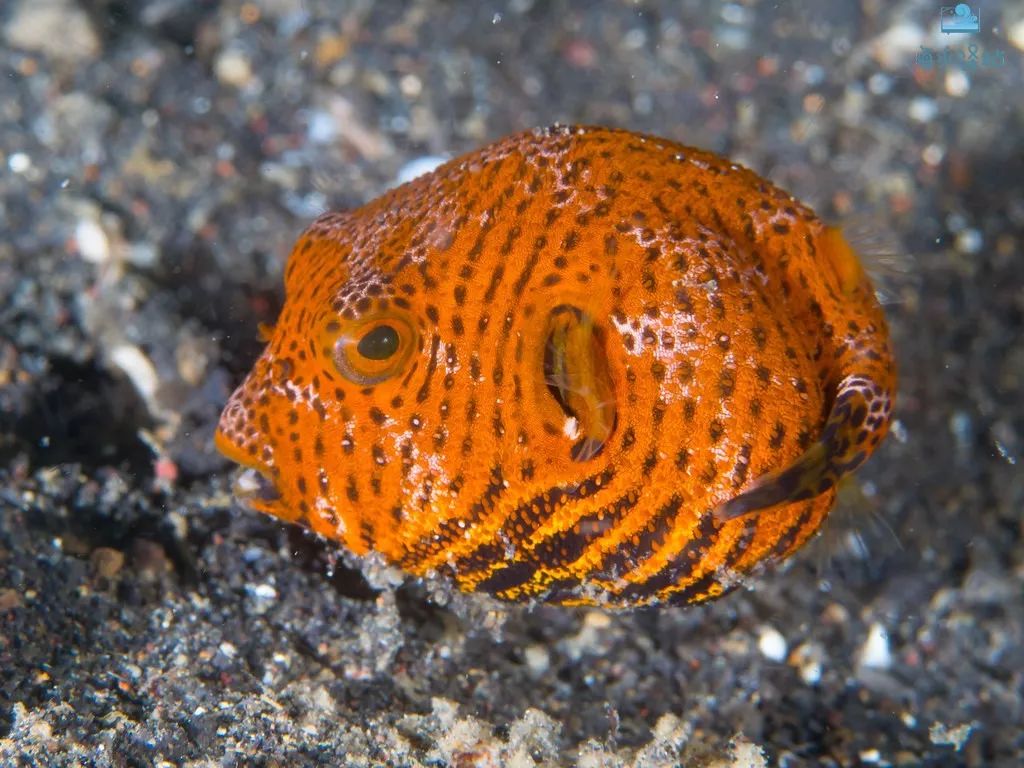 魚(yú)缸喂食器_養(yǎng)魚(yú)喂食器怎么用_觀賞魚(yú)喂食器