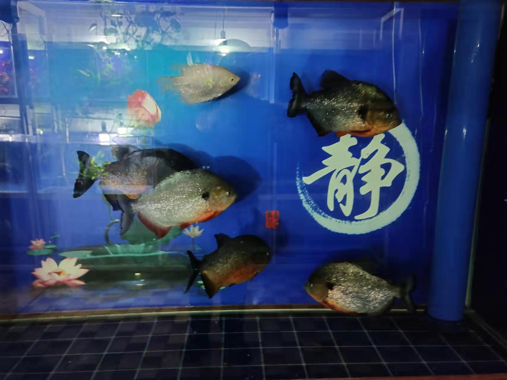 不要總想走捷徑，養魚沒捷徑，對付觀賞魚膽