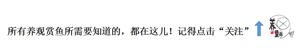 冷水觀(guān)賞魚(yú)比熱帶魚(yú)好養(yǎng)多了，這3種魚(yú)是首