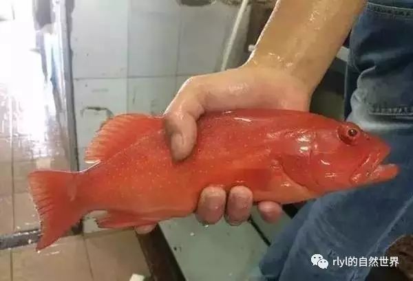 觀賞全身白色魚圖片_觀賞全身白色魚有哪些_全身白色的觀賞魚