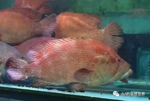 觀賞全身白色魚有哪些_觀賞全身白色魚圖片_全身白色的觀賞魚