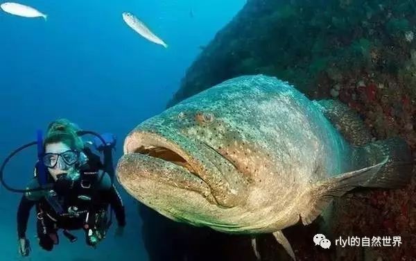 觀賞全身白色魚圖片_全身白色的觀賞魚_觀賞全身白色魚有哪些