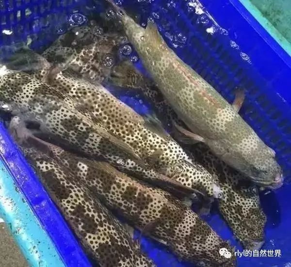 觀賞全身白色魚圖片_觀賞全身白色魚有哪些_全身白色的觀賞魚