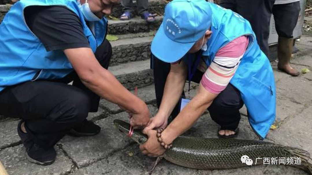 广西桂平一景区水池发现2条大型鳄雀鳝，这些外来入侵物种要警惕